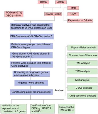 Typing and modeling of hepatocellular carcinoma based on disulfidptosis-related amino acid metabolism genes for predicting prognosis and guiding individualized treatment